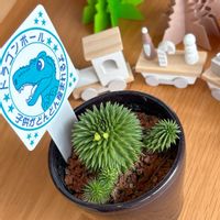 ドラゴンボールの画像