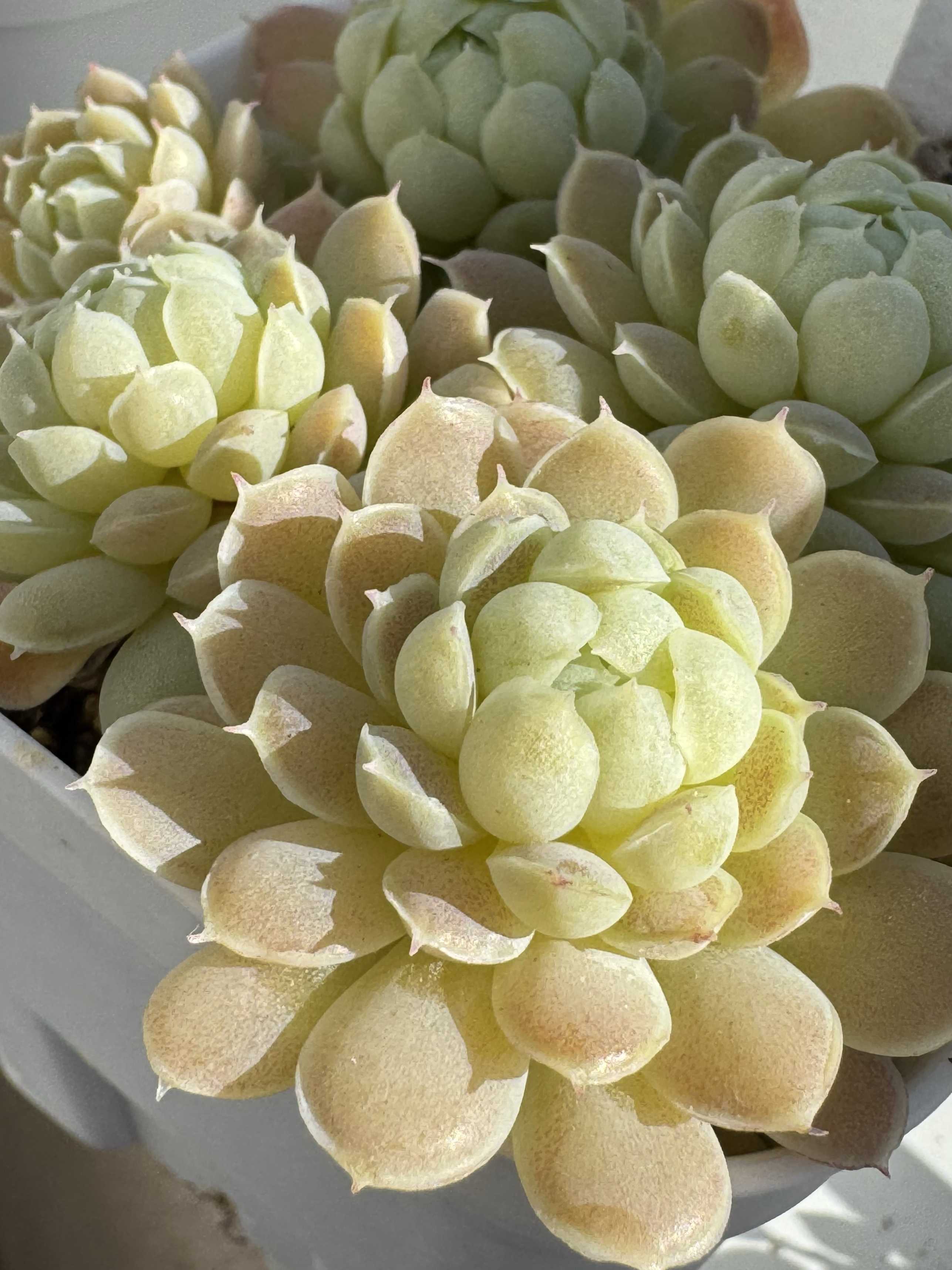 ペレスデラロサエ ピンクエッジの一覧｜🍀GreenSnap（グリーンスナップ）