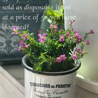 クフェア,可愛い〜♡,植物が好き♡,お花好き,その他部屋の画像