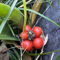 オモト,+安曇野,小さな庭の画像