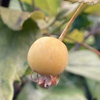 ヒメリンゴ,ヒメリンゴ,リンゴ,リンゴ,花壇の画像