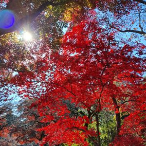 モミジ,紅葉,イチョウ,カエデ,紅葉祭りの画像