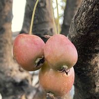 ヒメリンゴ,ヒメリンゴ,リンゴ,リンゴ,クサカゲロウの卵の画像