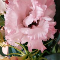 トルコキキョウの画像