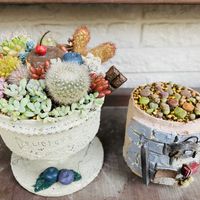 サボテン,リトープス,多肉寄せ植え,サボテンの寄せ植え,もりもり多肉の画像