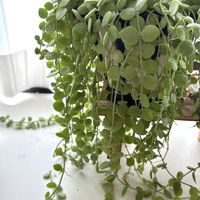 ディスキディア,ディスキディア ヌンムラリア,ディスキディア ヌンムラリア,多肉植物,丸い葉の画像