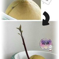アボカド,かわいい,窓際,癒し,種からの画像