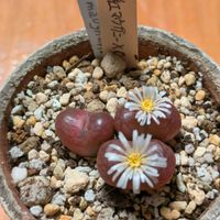 コノフィツム,風鈴玉,コノフィツム マウガニー,コノフィツム マウガニー,コノフィツム　マーベルスミルクマンの画像