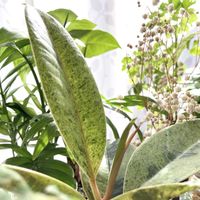 カスミソウ,テーブルヤシ,フィカス・ジン,観葉植物,新芽の画像