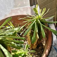 イヌマキの画像