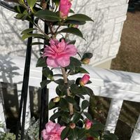 ミモザ,ミモザ,ビワの木,ビワの木,ミモザの蕾の画像