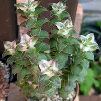 南十字星の画像