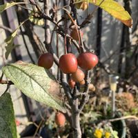 ヒメリンゴ,ヒメリンゴ,ヒメリンゴ,可愛い,毎年恒例の画像