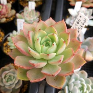 ベラドンナ×ラウレンシス,軒下の画像