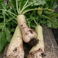 ガーベラ,ガーベラ,ユリ,ユリ,ラナンキュラスの画像