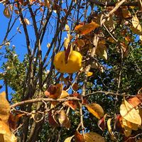 カリン,お散歩写真,GSに感謝。,カリンの実,わんこと暮らすの画像