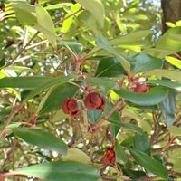 モッコク,浜離宮恩賜庭園,観察会,なとぷー樹木の画像