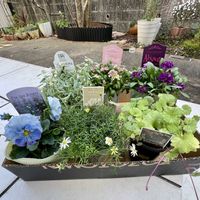 アリッサム,グレコマ,ブラキカム,パンジー,今日の一枚の画像