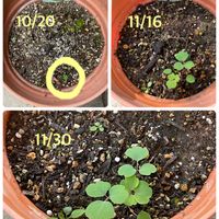 アルストロメリア,オダマキ,クリスマスローズ,サザンカ,ダイヤモンドリリーの画像