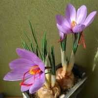 サフラン,球根,綺麗✨,チーム岐阜の画像