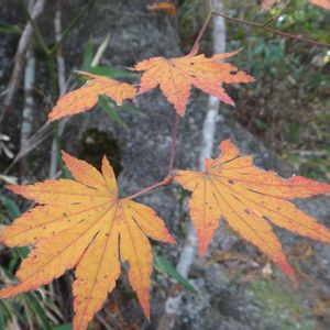 コハウチワカエデ,樹木の画像