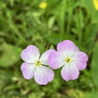 アンゲロニア,シャリンバイ,バレリーナ,ダイコン,ハマダイコンの画像