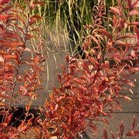 ユキヤナギの画像