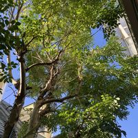 シマトネリコ,ビカクシダ・ビーチー,P.veitchii silver frond,多肉植物,塊根植物の画像