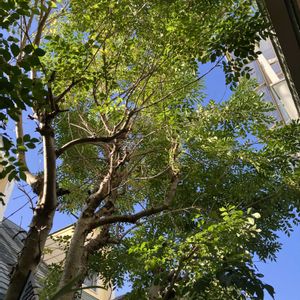 シマトネリコ,ビカクシダ・ビーチー,P.veitchii silver frond,多肉植物,塊根植物の画像