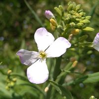 ルッコラ,大根,ダイコン,白い花,今日のお花の画像