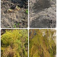 アスパラガス,裏庭,緑のある暮らし,人に優しくの画像