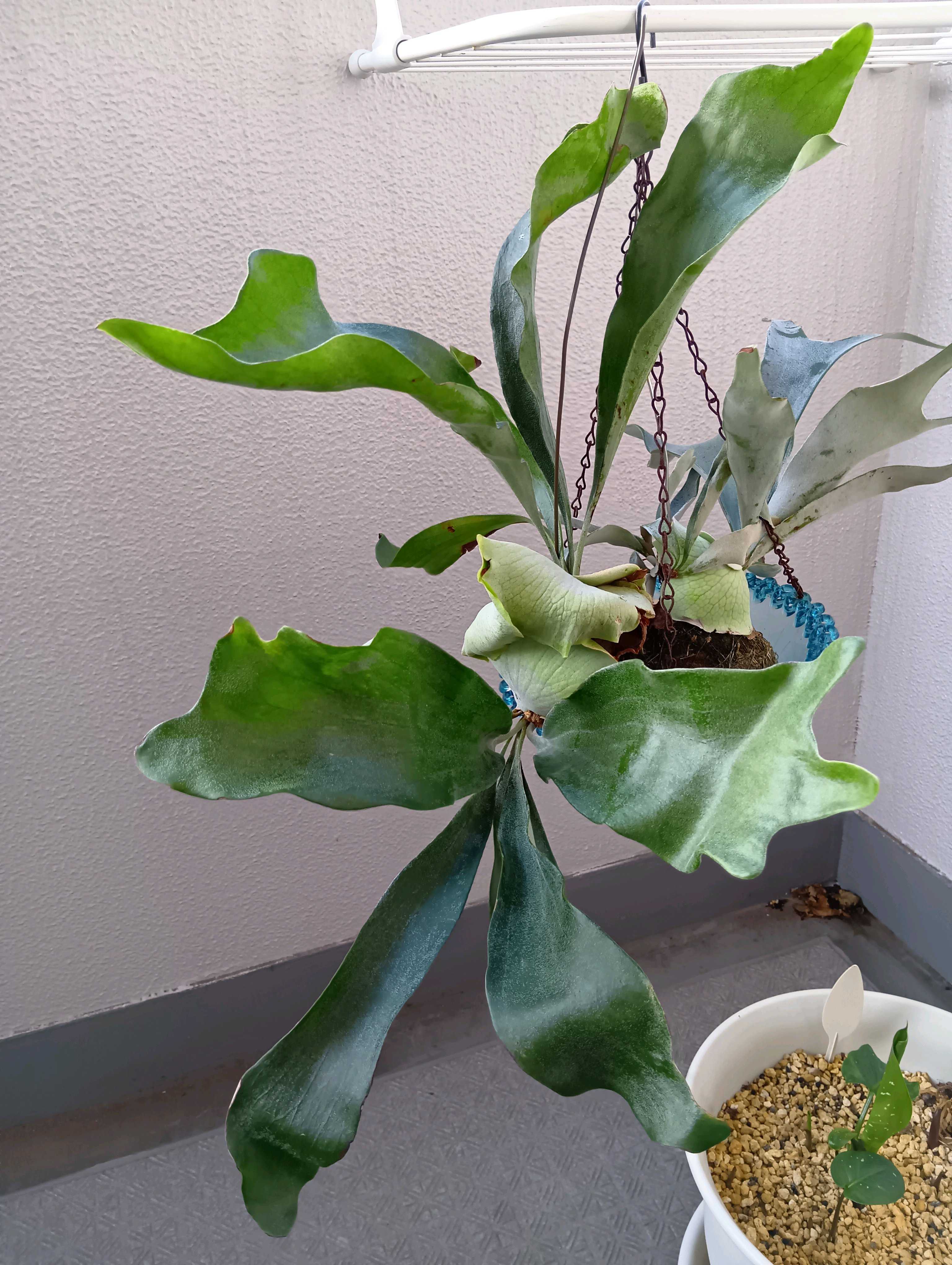 ビカクシダ コウモリラン　観葉植物 健康な新芽付き 貯水用の新芽 ビカクシダの森