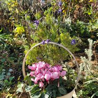 ガーデンシクラメン,レースラベンダー,寄せ植え,今日の庭からの画像