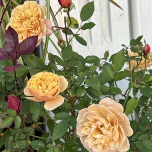 鉢植え,ガーデニング,シェードガーデン,アンティークカラー,ズボラガーデナーの画像