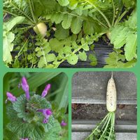 ダイコン,ルエラ,リトープスMIX,今日のお花,ルエラ／Hの画像