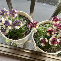 ネメシア,プルメリア,レモン,リトルアーティストの画像