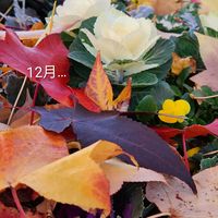 ハボタン,花壇,季節のお花,出先&合間に‥の画像