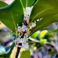 キッコウヒイラギ,植栽,モクセイ科,初見,雌雄異株の画像