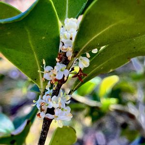 キッコウヒイラギ,植栽,モクセイ科,初見,雌雄異株の画像