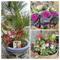 シロタエギク,ナンテン,ハボタン,マツ,ガーデンシクラメンの画像