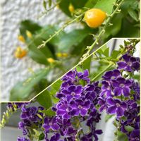 デュランタ,デュランタ,カキ,カキ,いつもありがとうの画像