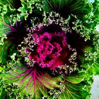 大根,大根,大根,葉牡丹,葉牡丹の画像