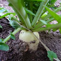 スナップエンドウ,ダイコン,はなっこりー,そらまめ 空豆,我家の野菜達の画像