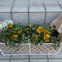 ベロニカ,ビオラ,タイガーアイ,寄せ植え,桐生ふぁ～むの画像