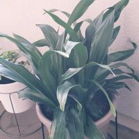 オモト,カエルの画像