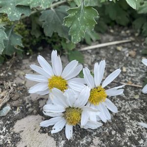 リュウノウギク,山野草,放置栽培,神奈川県,山野草大好き協会の画像