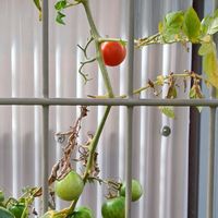 ミニトマト,家庭菜園の画像