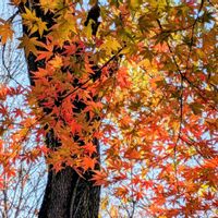 紅葉,柿の木,イロハモミジ,初冬,夜空を眺める会の画像