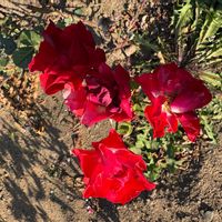 アザレアの画像