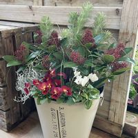 カレックス,パンジー,ガーデンシクラメン,プラチーナ,スキミアの画像